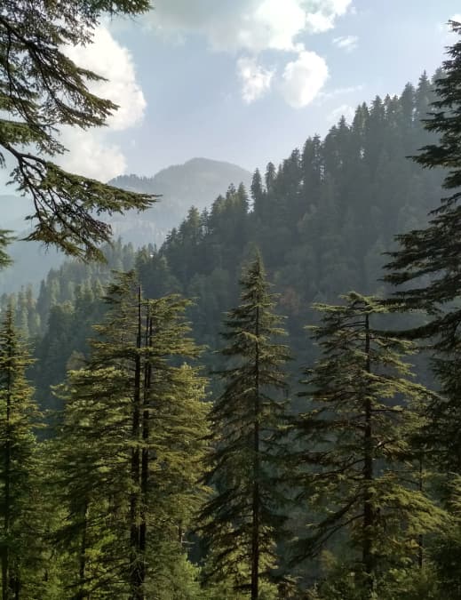 Forest